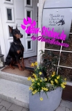 Aufkleber Dobermann 2